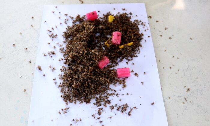 Narenciyenin kabusu “Akdeniz meyve sineği” geri döndü