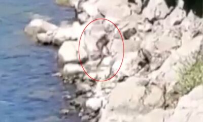 Nesli tükenme tehlikesi altındaki su samuru Fırat Nehri’nde görüntülendi