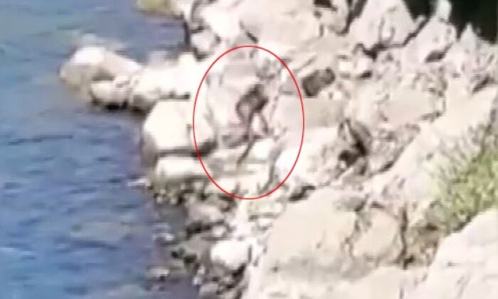 Nesli tükenme tehlikesi altındaki su samuru Fırat Nehri’nde görüntülendi