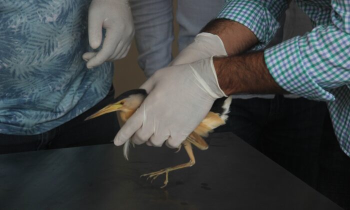 Nesli tükenmekte olan ’balaban kuşu’ yaralı bulundu