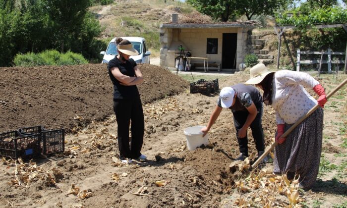 Nevşehir’de lale yumrusu hasadı başladı