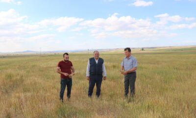 Niğde’de buğday ve arpa üreticisini kuraklık vurdu