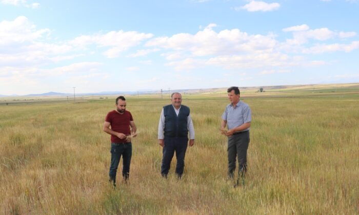 Niğde’de buğday ve arpa üreticisini kuraklık vurdu