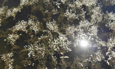 Nilüferleriyle ünlü göl, papatya tarlalarıyla beyaz gelinliğini giydi