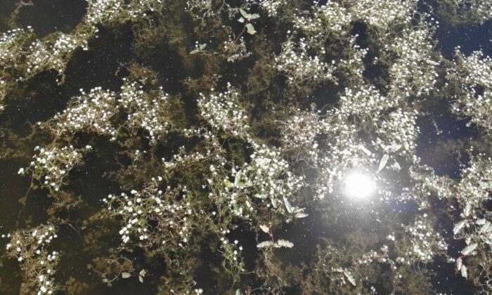 Nilüferleriyle ünlü göl, papatya tarlalarıyla beyaz gelinliğini giydi