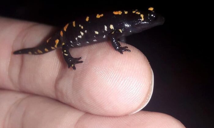 O ilde Türk semenderi görüldü