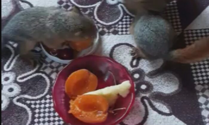 Öksüz kalan yavru sincaplara sahip çıktılar