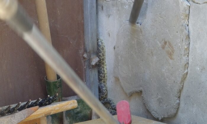 Okul bahçesine giren yılan itfaiye ekiplerince yakalandı