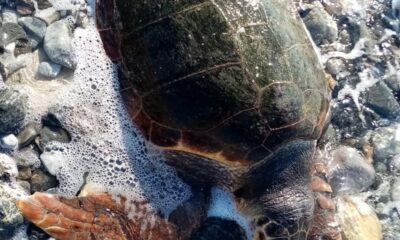 Ölü deniz kaplumbağası karaya vurdu