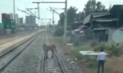 Ölüme terk edilen atı makinistler kurtardı