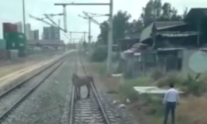 Ölüme terk edilen atı makinistler kurtardı