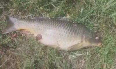 Ömerli barajında balık ölümleri korkuttu