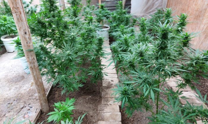 Operasyon yapılan evden kenevir serası çıktı