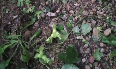 Ordu’da dolu yağışı hasara yol açtı