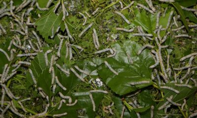 Ordu’da ipekböcekçiliği başladı