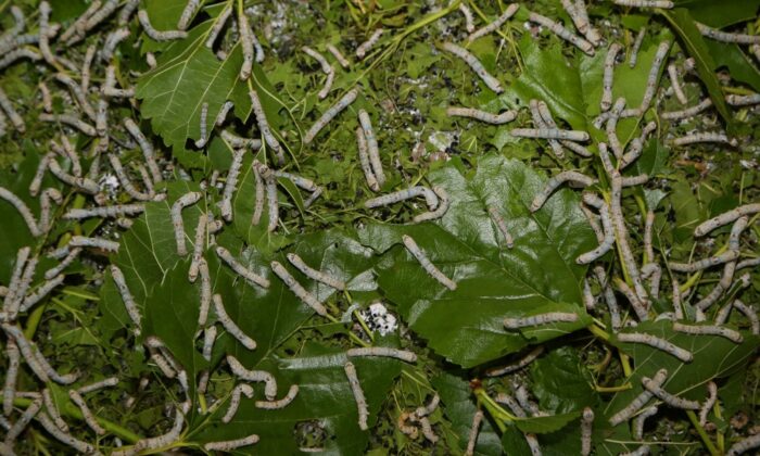 Ordu’da ipekböcekçiliği başladı