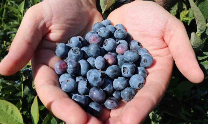 Ordu’da mavi yemiş bahçeleri kuruluyor