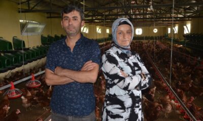 Organik yumurta üretimi yapan karı-koca, ihracata başladı