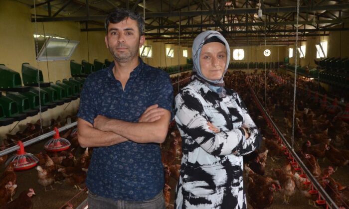 Organik yumurta üretimi yapan karı-koca, ihracata başladı