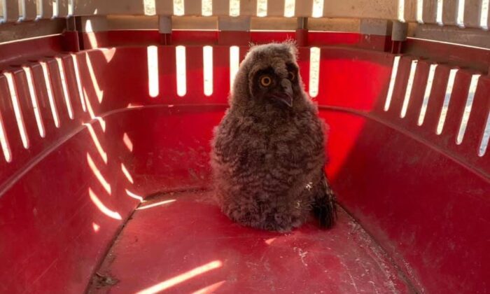 Orman baykuşu tedavi altına alındı