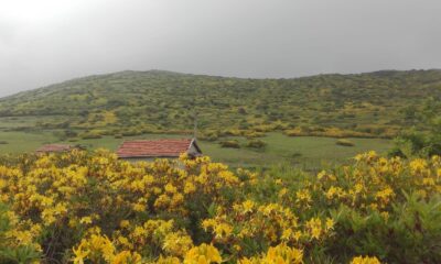 Orman gülleri yaylaları renklendiriyor