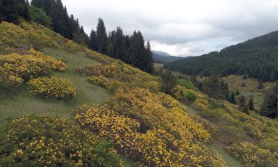 Orman gülleri yaylaların güzelliğini arttırdı