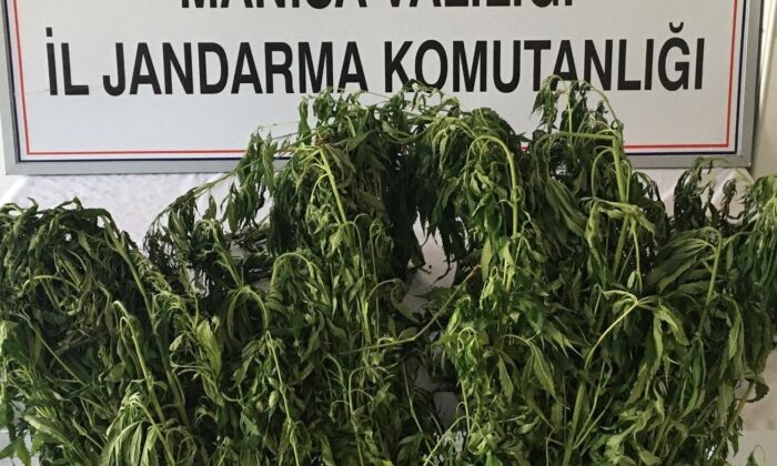 Ormana ekilen kenevirler drone ile tespit edildi