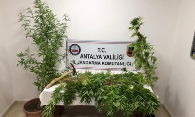 Ormana ektiği kenevirlere bakım yaparken suçüstü yakalandı