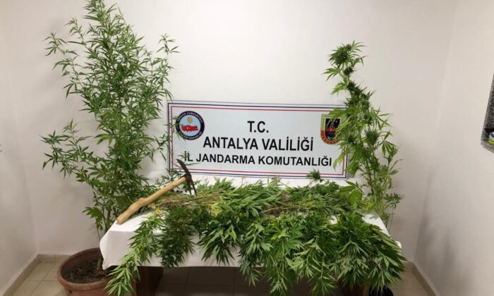 Ormana ektiği kenevirlere bakım yaparken suçüstü yakalandı