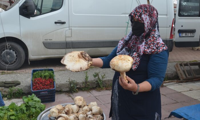 Ormandan topladıkları mantarı kazanca dönüştürdüler