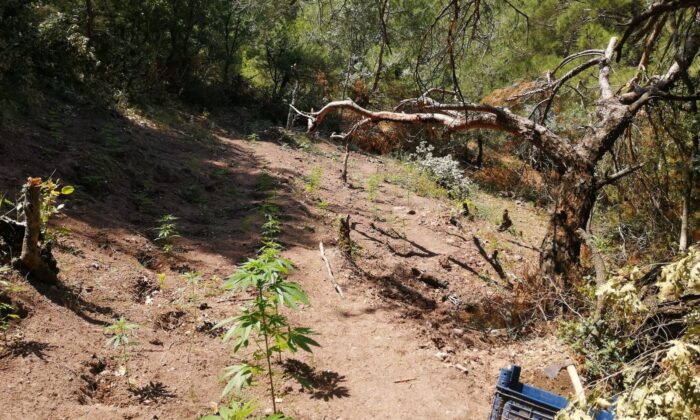 Ormanlık alana ekili 297 kök kenevir ele geçirildi