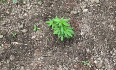 Ormanlık alana ekili 62 kök kenevir bitkisi ele geçirildi