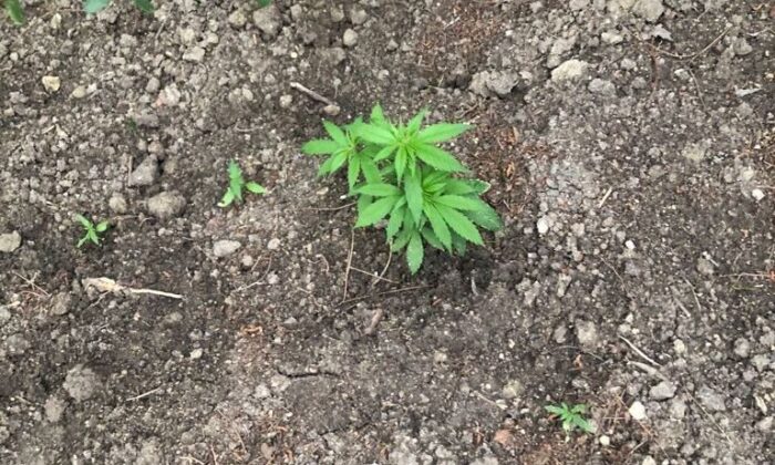 Ormanlık alana ekili 62 kök kenevir bitkisi ele geçirildi