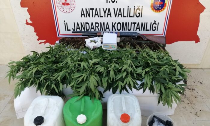 Ormanlık alana ektiği kenevirleri sularken yakalandı