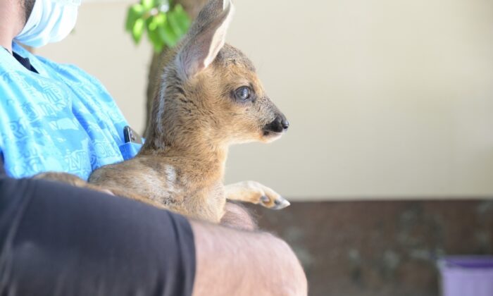 Ormanlık alanda bulunan yavru karacaya çocuk gibi bakıyorlar