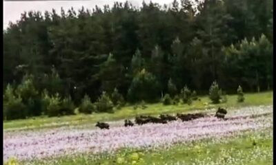 Ormanlık alanda domuz sürüsü böyle görüntülendi