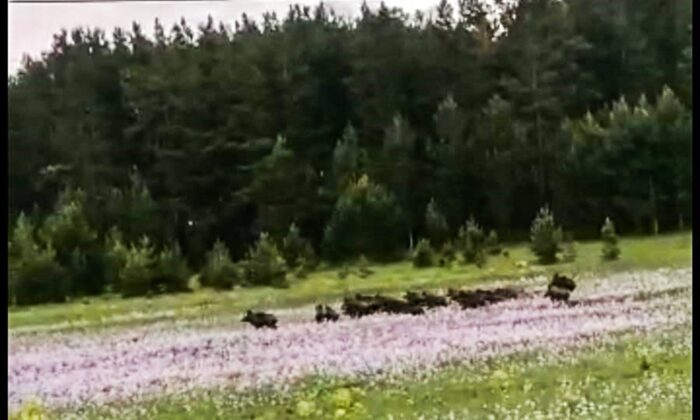 Ormanlık alanda domuz sürüsü böyle görüntülendi