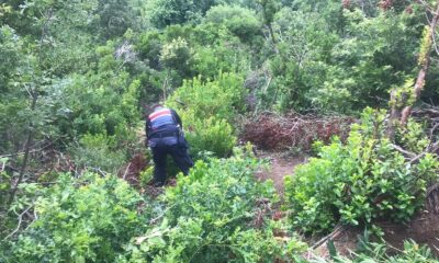 Ormanlık alanda Hint keneviri yetiştiren şüpheli yakalandı