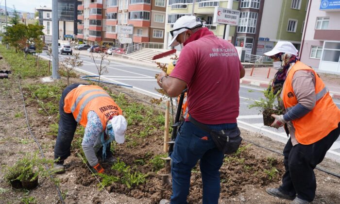Orta refüjlerde bitki ve ağaçlandırma çalışması