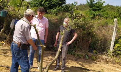 Osmaneli’nde Sarı Ulak zeytin çeşidinin deneme aşısı yapıldı
