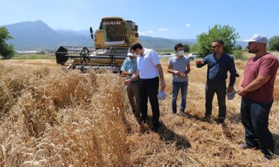 Osmaniye’de “Hüseyin Bey” buğday çeşidinin hasadı yapıldı
