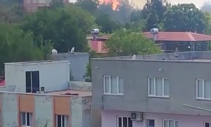 Osmaniye’de orman yangını