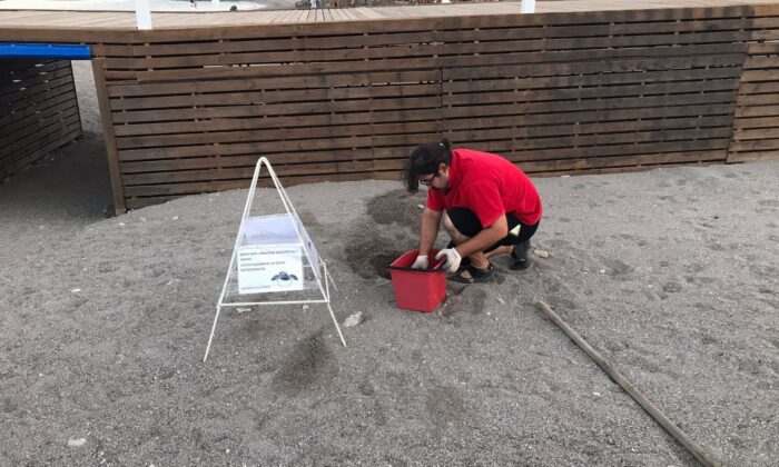 Otel sahilindeki caretta yuvası taşındı