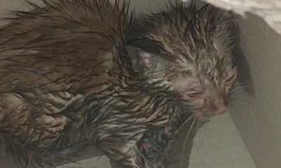 Otomobilin içinden kurtardıkları kediyi sahiplendiler