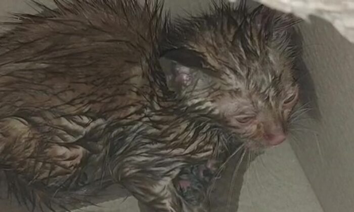 Otomobilin içinden kurtardıkları kediyi sahiplendiler