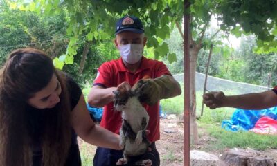 Otomobilin motor bölümüne sıkışan yavru kediyi itfaiye kurtardı