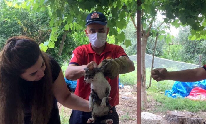 Otomobilin motor bölümüne sıkışan yavru kediyi itfaiye kurtardı