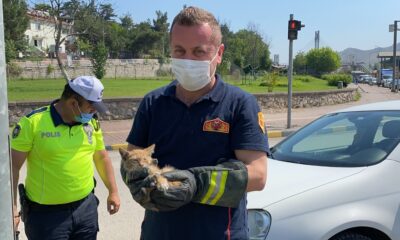 Otomobilin motor kısmına giren yavru kedileri itfaiye ekipleri kurtardı