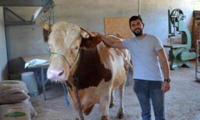 (ÖZEL) 1,3 tonluk ‘Tosun’ 58 bin liraya alıcı bekliyor