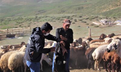 (Özel) 2 bin 300 rakımlı yaylalarda kene ile mücadele